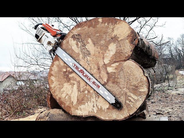 Stihl 076 cutting big beech with TsuMura 90cm bar