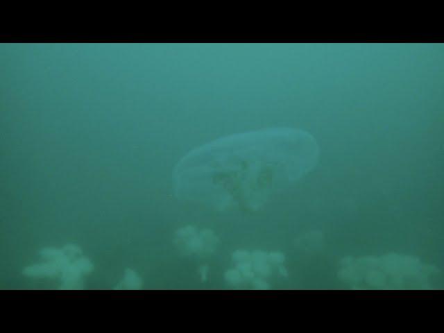 Diving the Metridium Fields in Monterey