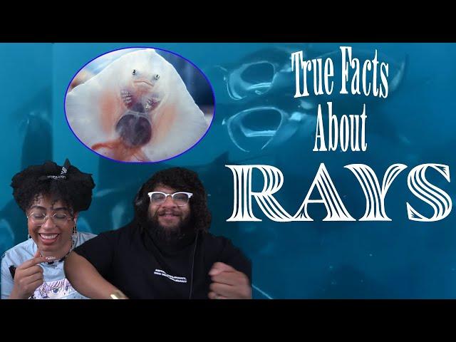Rays: The Floppy Sombreros Of The Sea! | ZeFrank Reaction