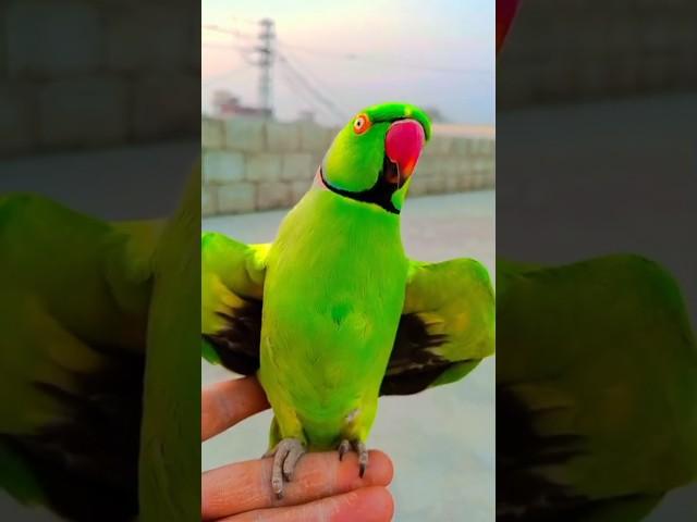 Parrot talking #shorts