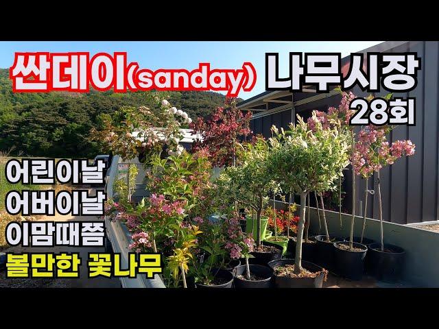 [싼데이 나무시장] 28회, 5월 초 피고 지고 예쁜 꽃나무