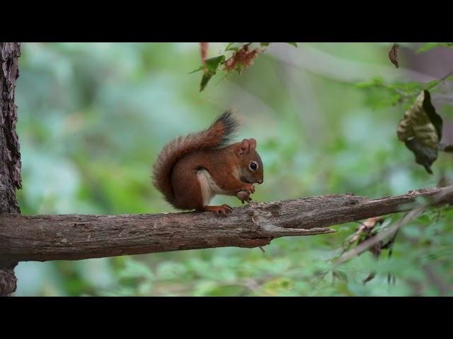 Red Squirrel at Ipswich River Wildlife Sanctuary - 10/9/2023