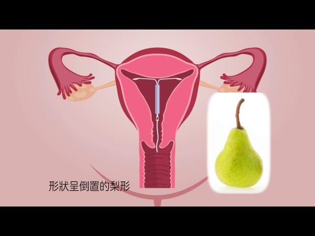 女性生殖器官的位置？認識女性生殖器官