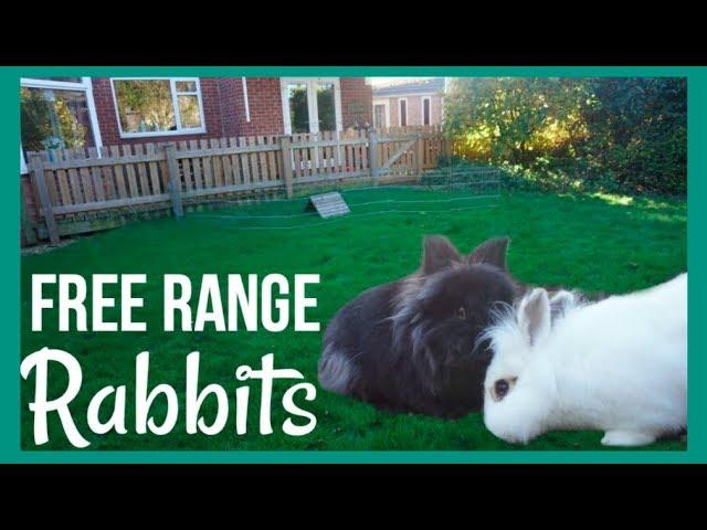 Free Range Rabbits!