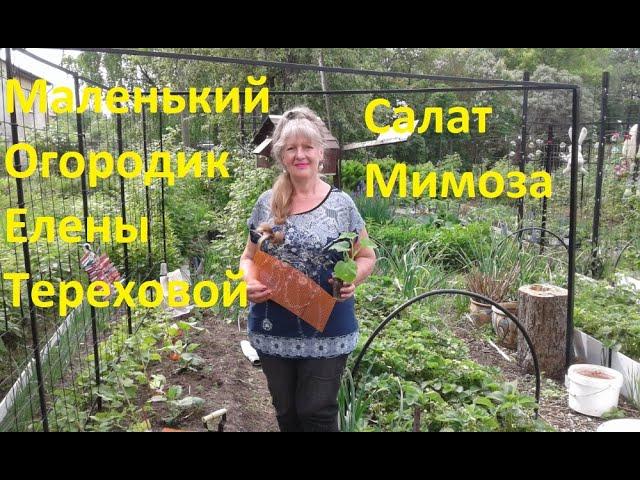 Маленький Огородик Елены Тереховой - Салат Мимоза рецепт Елена Терехова