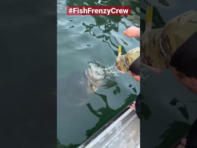 The giant grouper almost took my arm with it.  #fishfrenzycrew #florida #goliathgrouper #bigfish