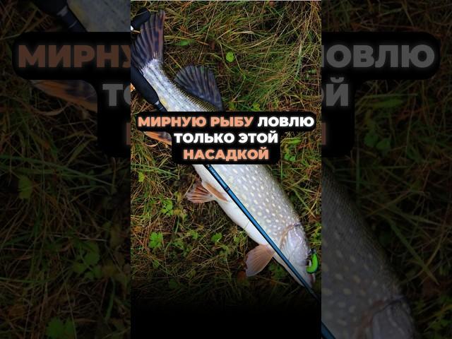 МИРНУЮ РЫБУ ЛОВЛЮ ТОЛЬКО ЭТОЙ НАСАДКОЙ #рыбалка #насадкадлярыбалки #fishing #рыба