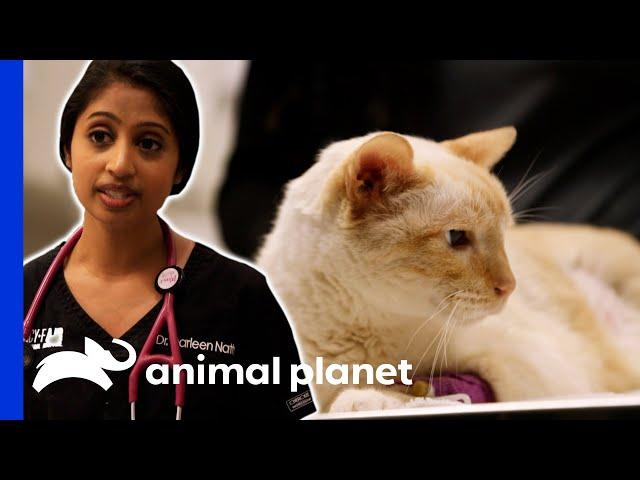 Dr. Nath Helps Sweet Cat With His Defecation Problem | The Vet Life