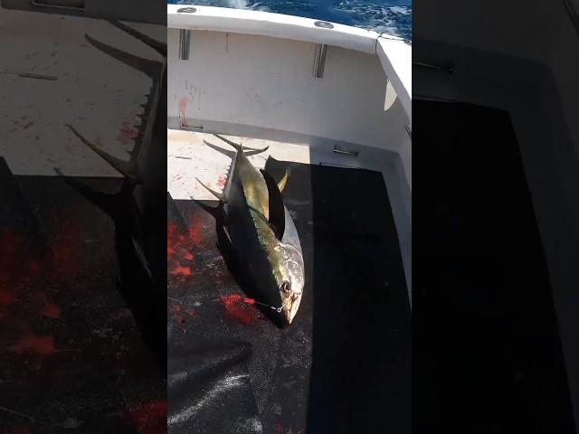 HUGE Yellowfin Tuna Thrown At My Feet! #shorts