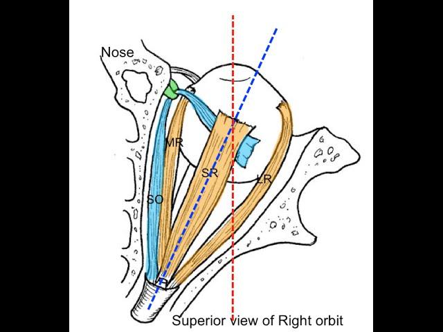 Extraocular muscles tutorial