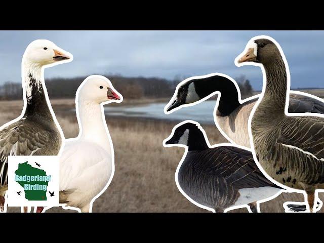 INSANE Goose Migration in Wisconsin (Finding All 5 Species)