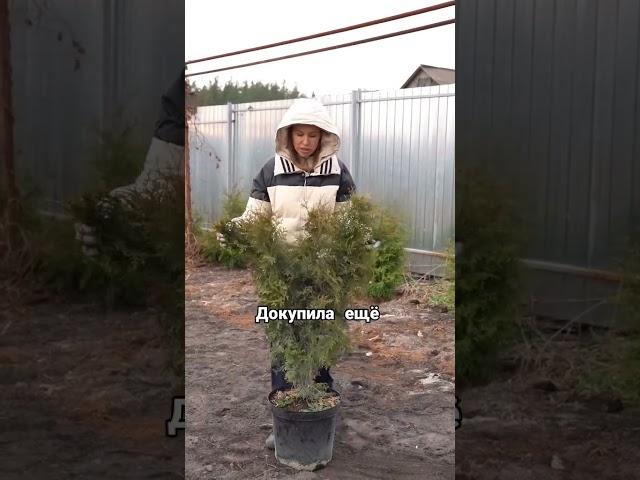 Зонирование участка, скрытие не красивого забора, еще больше идей ландшафтного дизайна в профиле