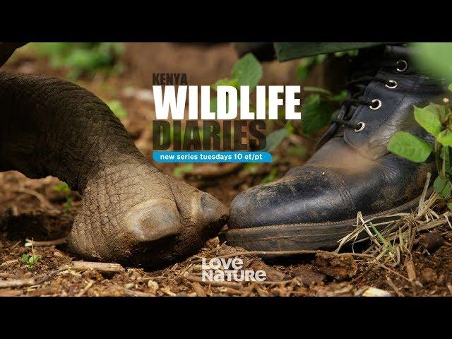 Kenya Wildlife Diaries