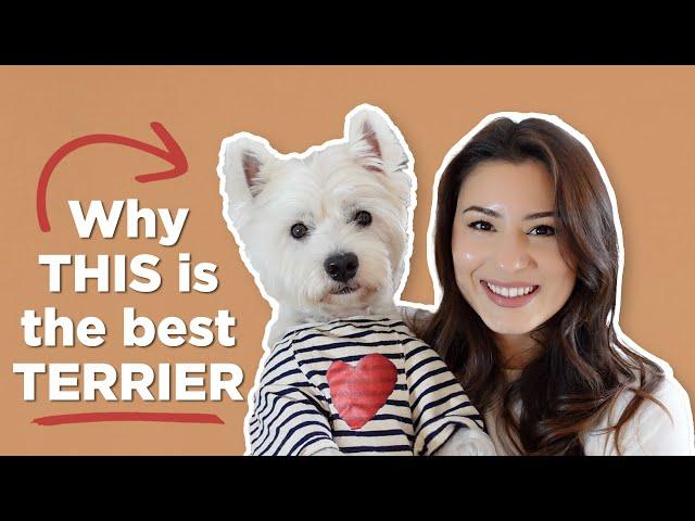 5 Reasons Why You Should Get A Westie Dog in 2025