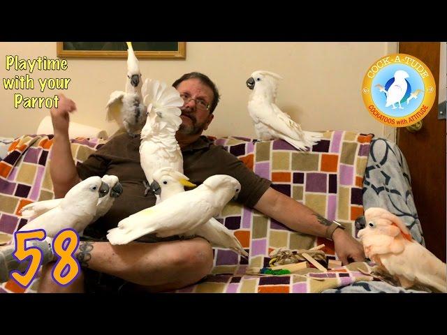 How to Play with a Bird | Ep.59: Playtime with your Parrot | Cockatude: Cockatoos with attitude