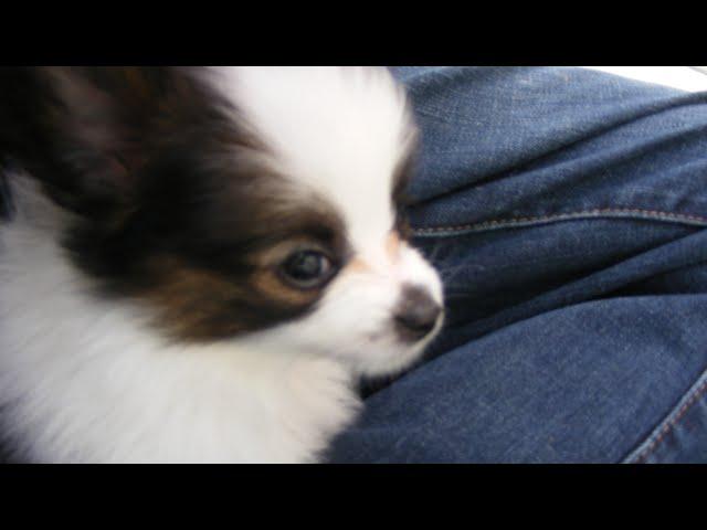 Papillon Dog (Puppy Patches)