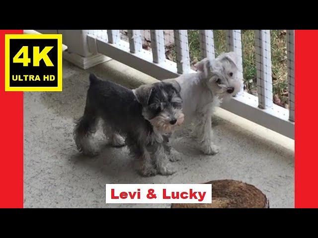 Puppy Training 101 [10 Weeks Old] - Miniature Schnauzer Puppies