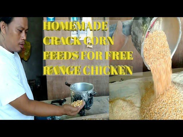 HOMEMADE CRACKED CORN [FEEDS FOR FREE RANGE CHICKEN]