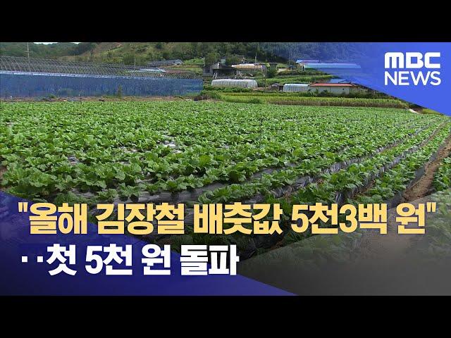 "올해 김장철 배춧값 5천3백 원"‥첫 5천 원 돌파 (2024.10.17/뉴스투데이/MBC)