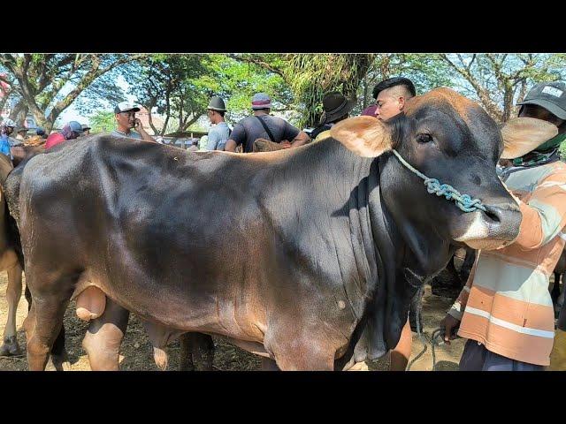 Pegon Hitam 12 juta !! Harga Anjlok Bakule Mumet !! Pasar Jatirogo Terbaru