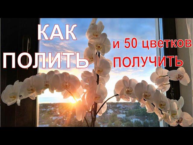 30 цветков- это провал. Как полить, чтобы 50 получить.