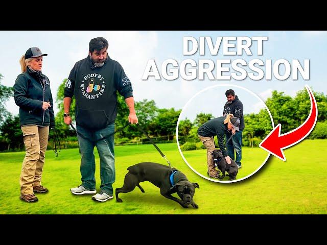 Aggressive Dog? Do this to Redirect it (The Right Way)