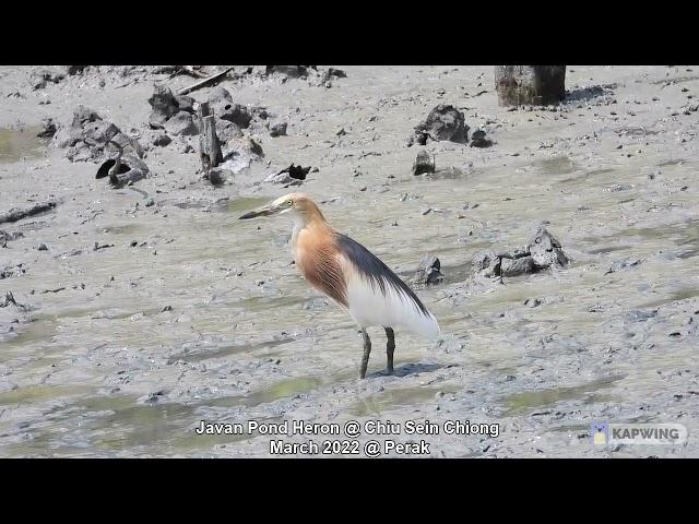 Javan Pond Heron @ Chiu Sein Chiong 2542