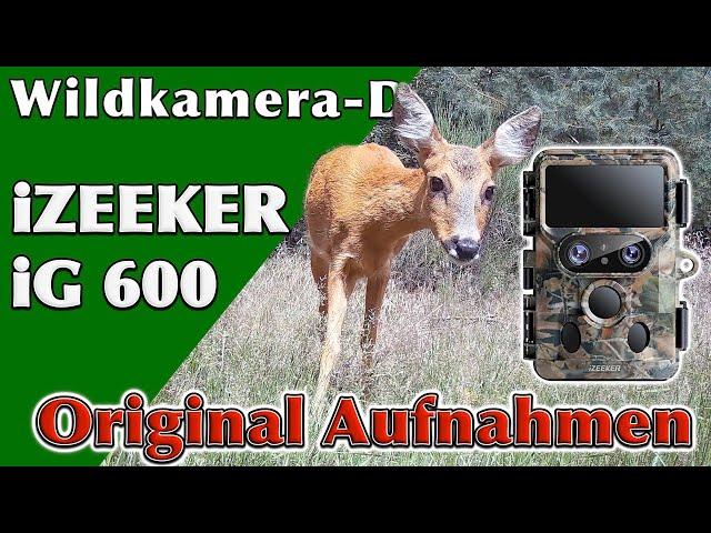 iZEEKER iG600 Wildkamera beste Kamera in der Preisklasse?   Originalaufnahmen