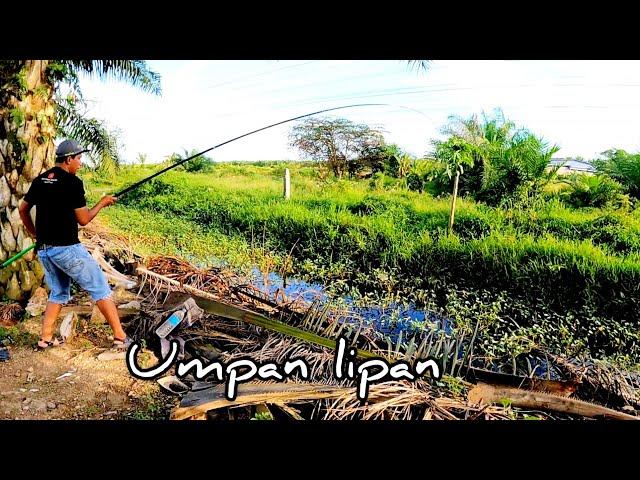 Memacing Puyu Di Sebalik Kangkung.