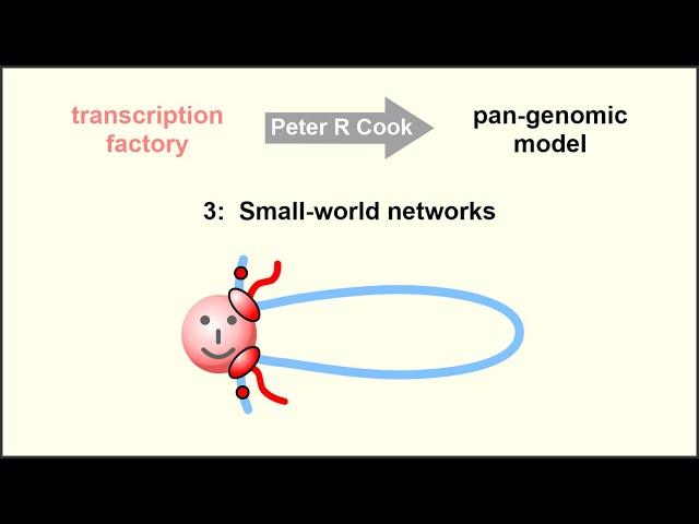 The pan-genomic model: the role of transcription factories in chromosome structure and function – 3