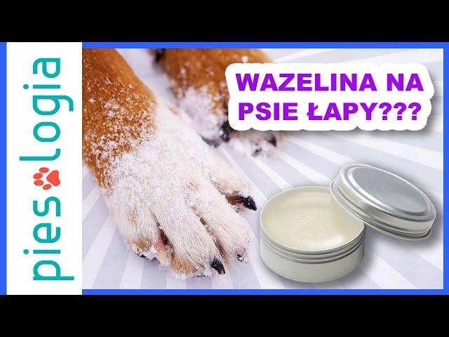 Czy wazelina jest bezpieczna dla psich łap?