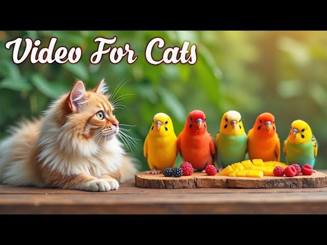 Cat TV for Cats to Watch Birds and SquirrelsPerfect Video for Indoor Cats Episode 18 | 3H of Videos