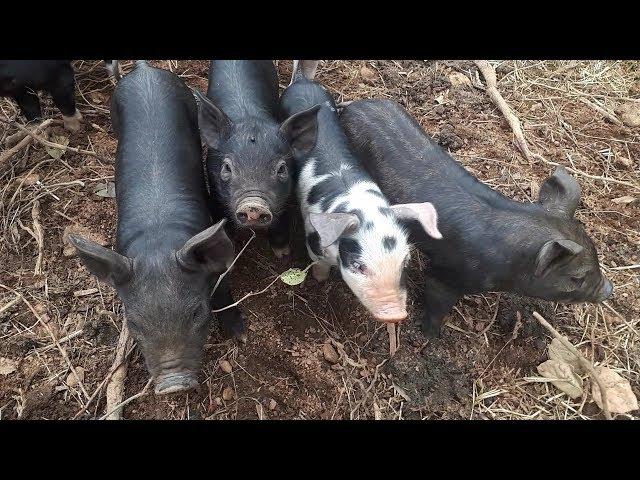 10 day old piglets!!