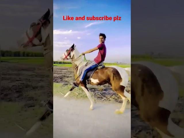 horse riding short video || horse video| horse riding challenge ||  #short