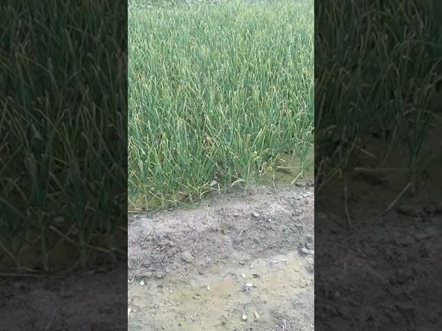 #short#youtube video#dheeraj#kumar️️️️