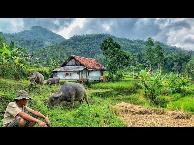 SUNGGUH INDAH! Pemandangan Alamnya. Kampung Yang Damai, Orang Sunda Ini Hidup Di Sawah Lereng Gunung