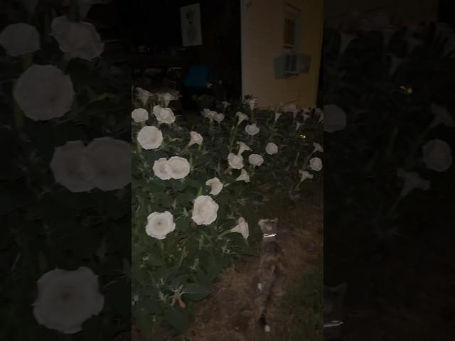 Incredible blooms on my Sacred Datura  #flowers #garden #datura #moonflower #hawkmoth