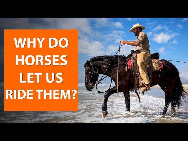 Why do horses let us ride them? | Horse Facts