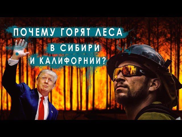 Почему горят леса в Калифорнии и Сибири?