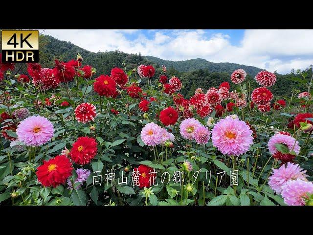 【4K HDR Dahlia】 Mt Ryokami Dahlia Garden 2024.A tranquil Utopia sheltered by majestic mountains.