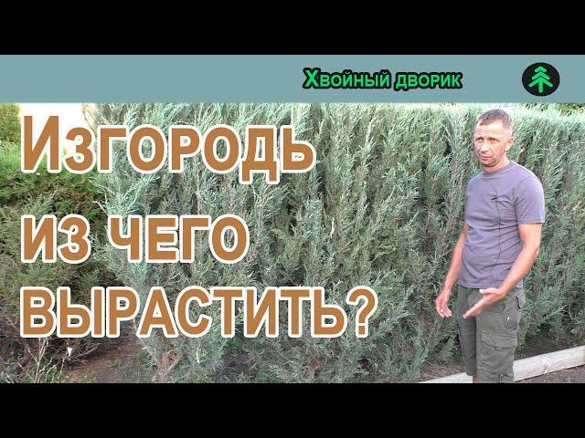 Из чего сделать живую изгородь, какие хвойные лучше использовать на изгородь.