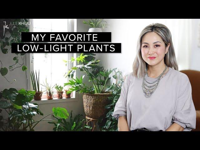 30 Favorite Low-Maintenance LOW LIGHT INDOOR PLANTS (plus Styling Tips!)