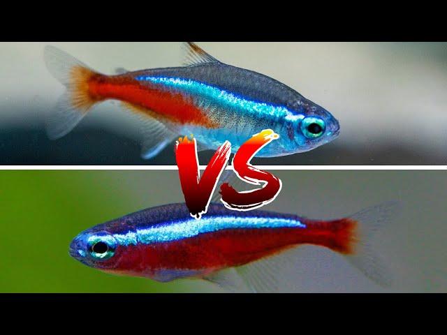 Cardinal Tetra vs Neon tetra – WHICH IS BETTER??