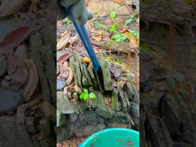 Cracking Bedrock for awesome Gold while Gold Prospecting! Panning for Gold!!!