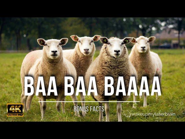  Sheep and Lambs Baaing Sounds |  10 Hours | 4K UHD | For Sleep, Relax | Dog TV | Bonus Facts