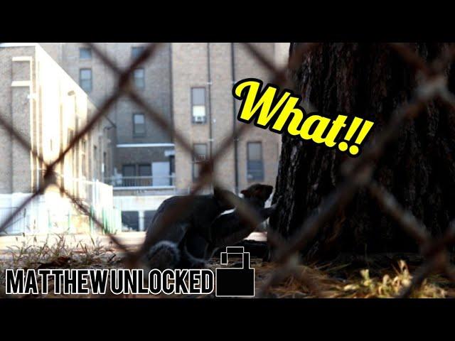 I caught two squirrels trying to get busy | Matthew Unlocked