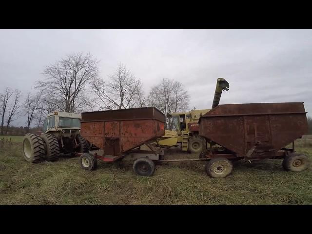 Harvesting Beans Before More RAIN