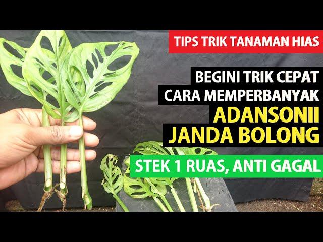 #104 Begini Trik Cara Stek 1 Ruas MONSTERA ADANSONII/ JANDA BOLONG dengan 3 Media Tanam Berbeda !!