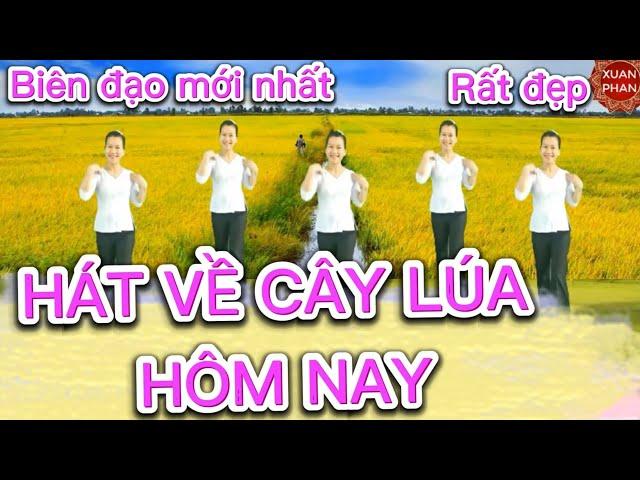 HÁT VỀ CÂY LÚA HÔM NAY ( BIÊN ĐẠO MỚI NHẤT - CHO 20/10, 8/3).