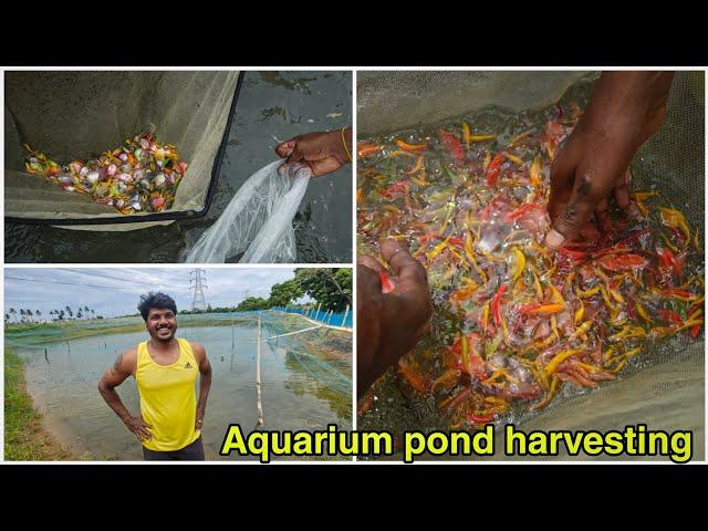 30,000 fish harvesting in pond | Chennai | 6 acres pond | தமிழ்